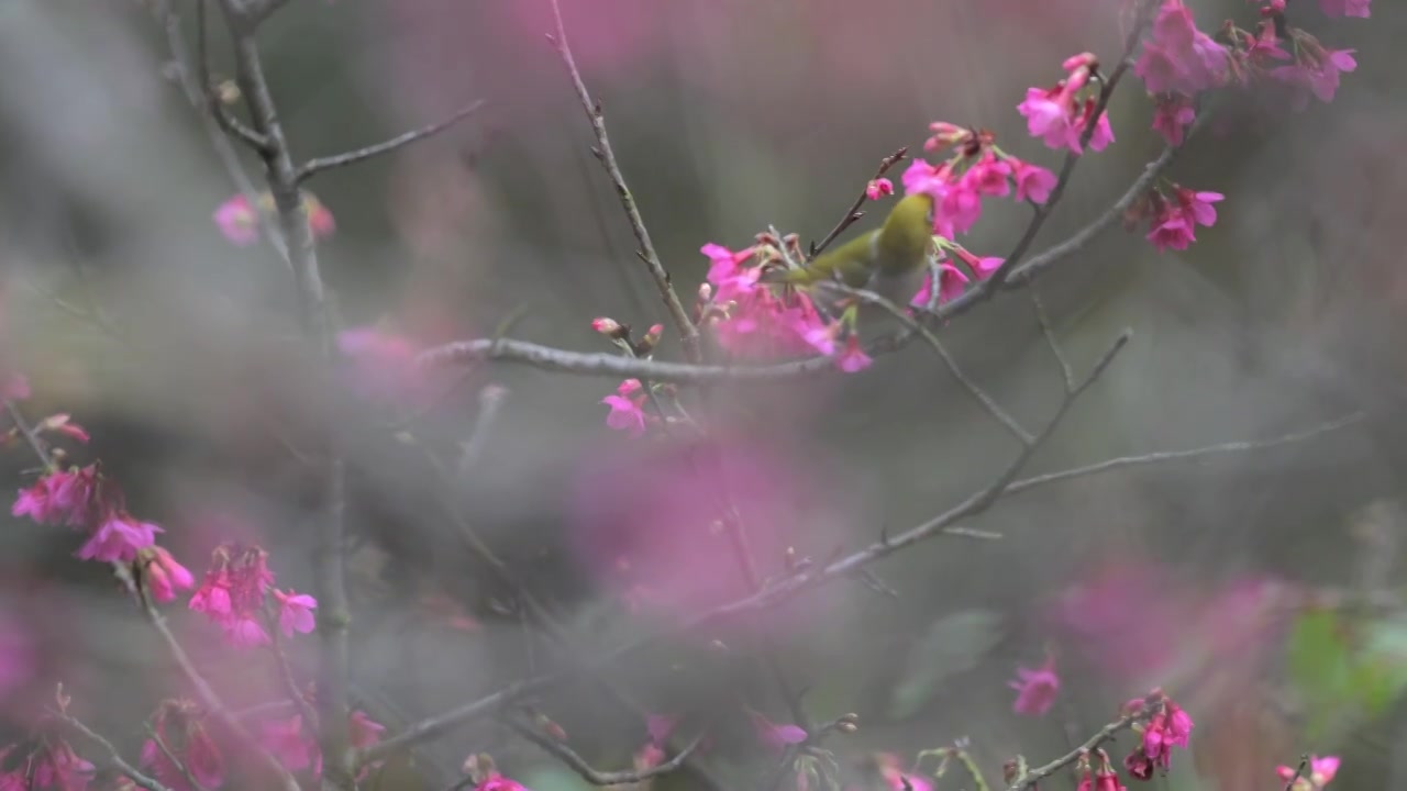 樱花和鸟视频素材