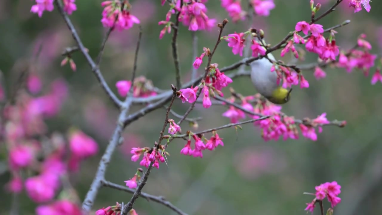 樱花和鸟视频下载
