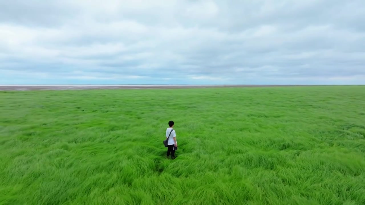 鄱阳湖枯水期草海湿地视频下载