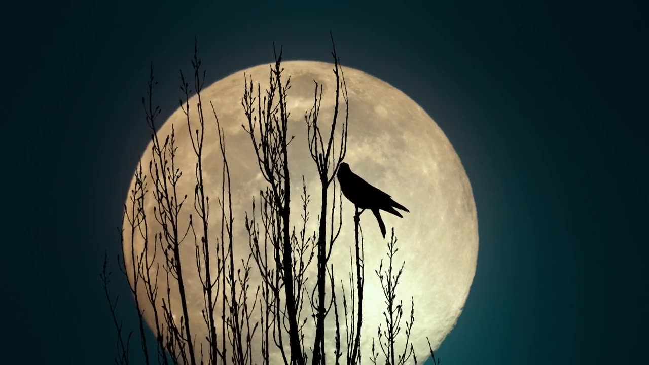 月亮下的意境鸟剪影视频下载