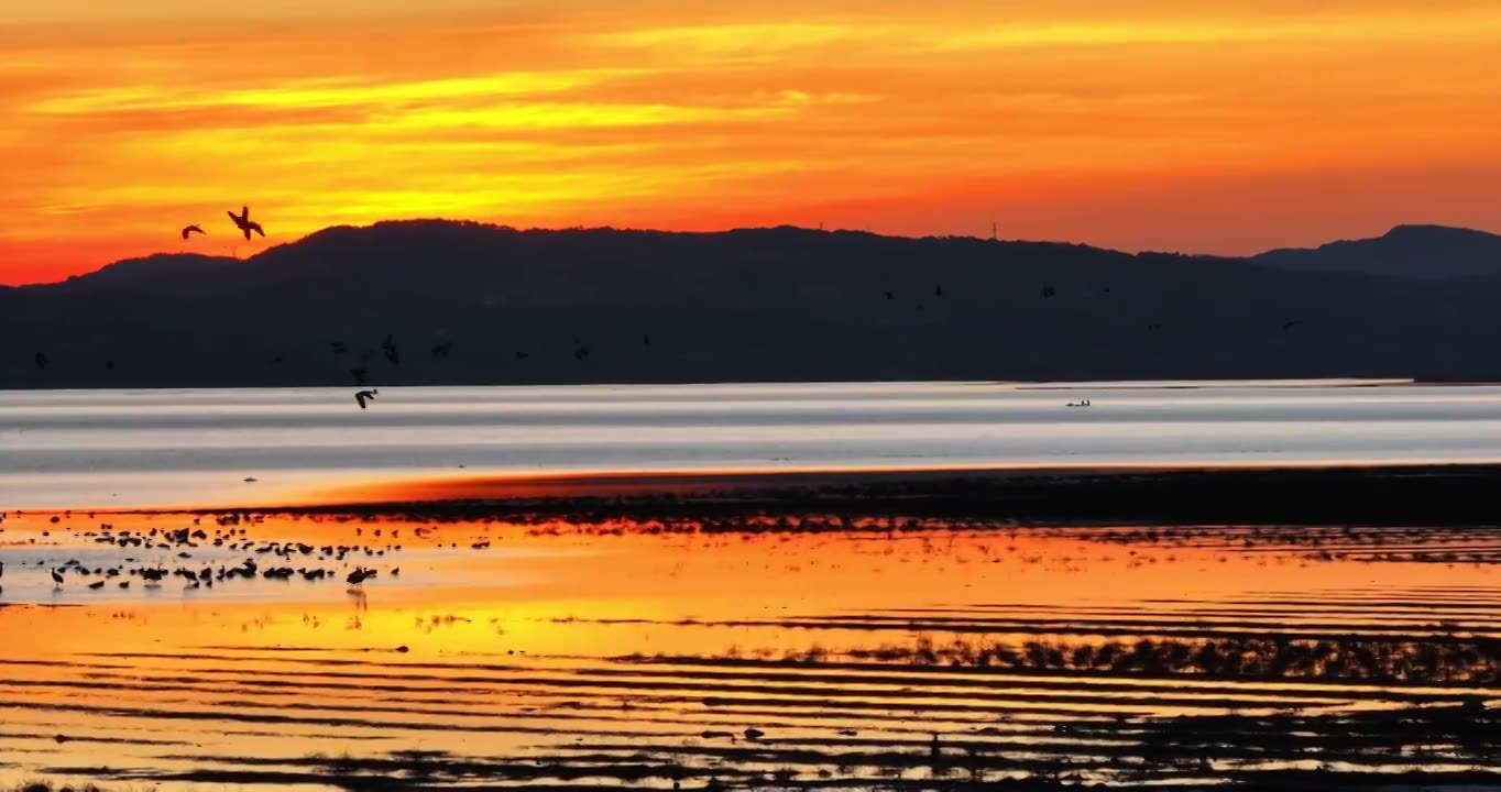 4K威宁草海黑颈鹤保护区日出日落视频素材