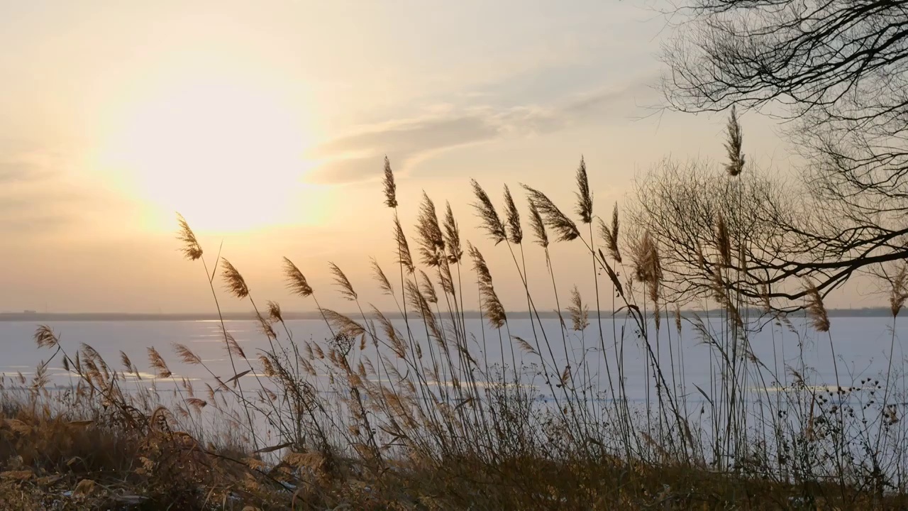 日落时湖边的芦苇视频下载