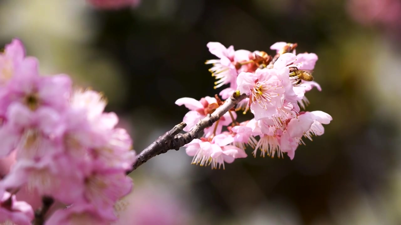春暖花开，春天盛开的樱花花簇和飞舞的蜜蜂视频素材