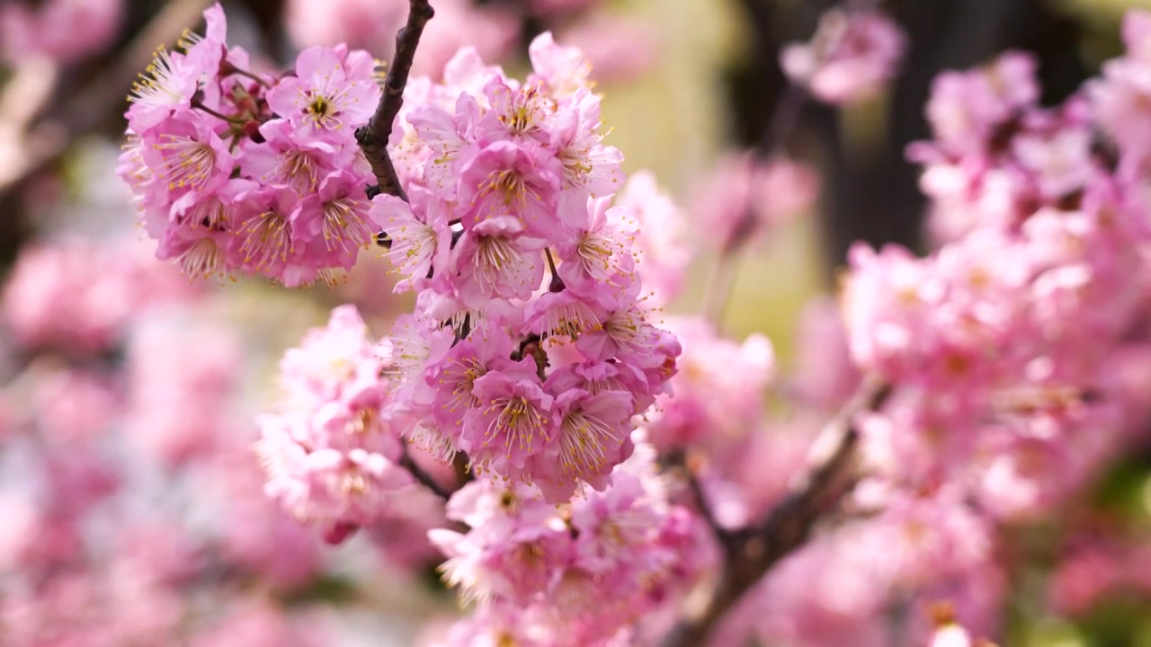 繁花似锦，春天盛开的粉色樱花特写视频素材