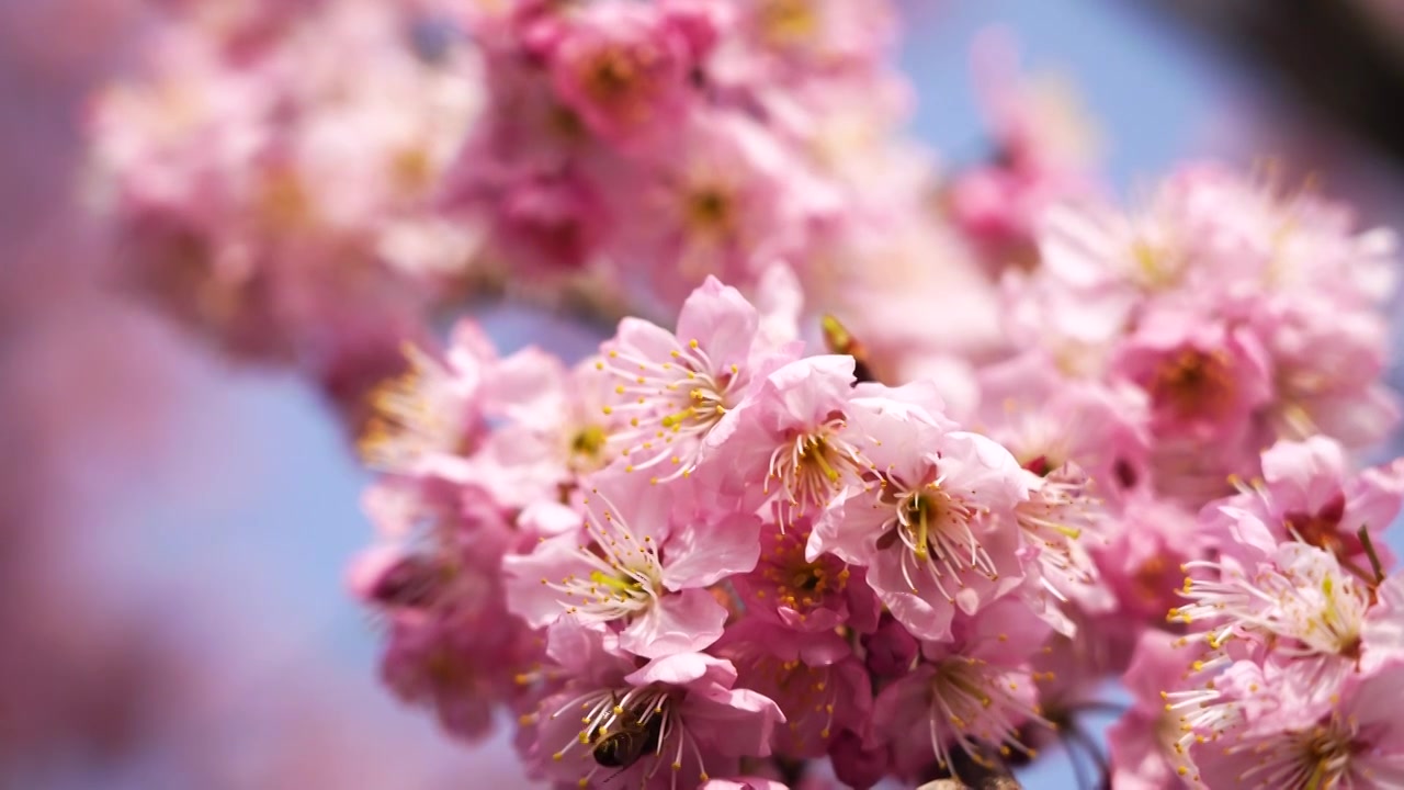 春暖花开繁花似锦，春天盛开的粉色樱花特写视频素材
