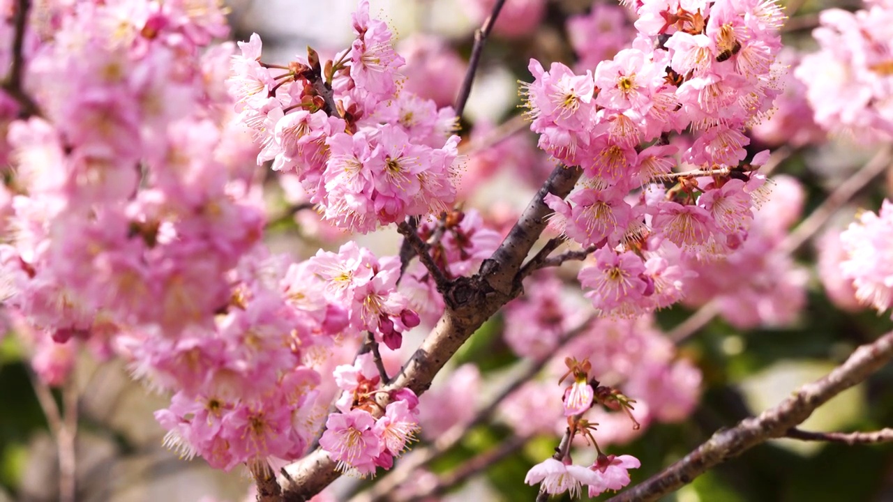春暖花开繁花似锦，春天盛开的粉色樱花和飞舞的蜜蜂视频素材