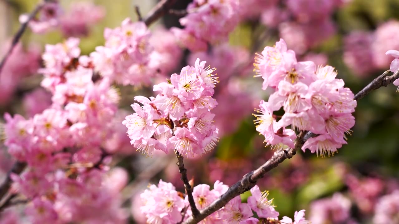 春回大地繁花似锦，春天盛开的樱花和飞舞的蜜蜂视频素材
