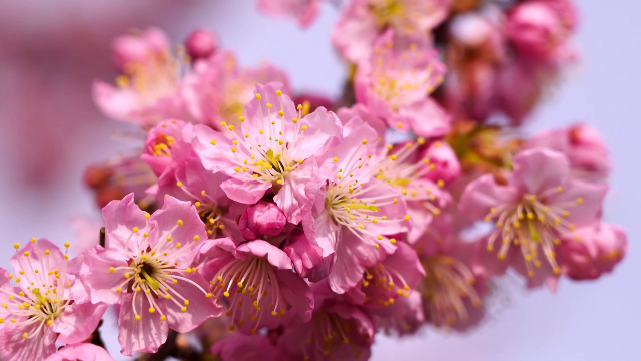 春暖花开繁花似锦，春天盛开的唯美樱花特写视频素材