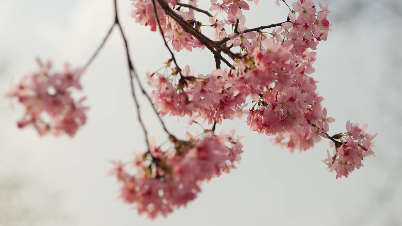 春天阳光下盛开的樱花视频素材