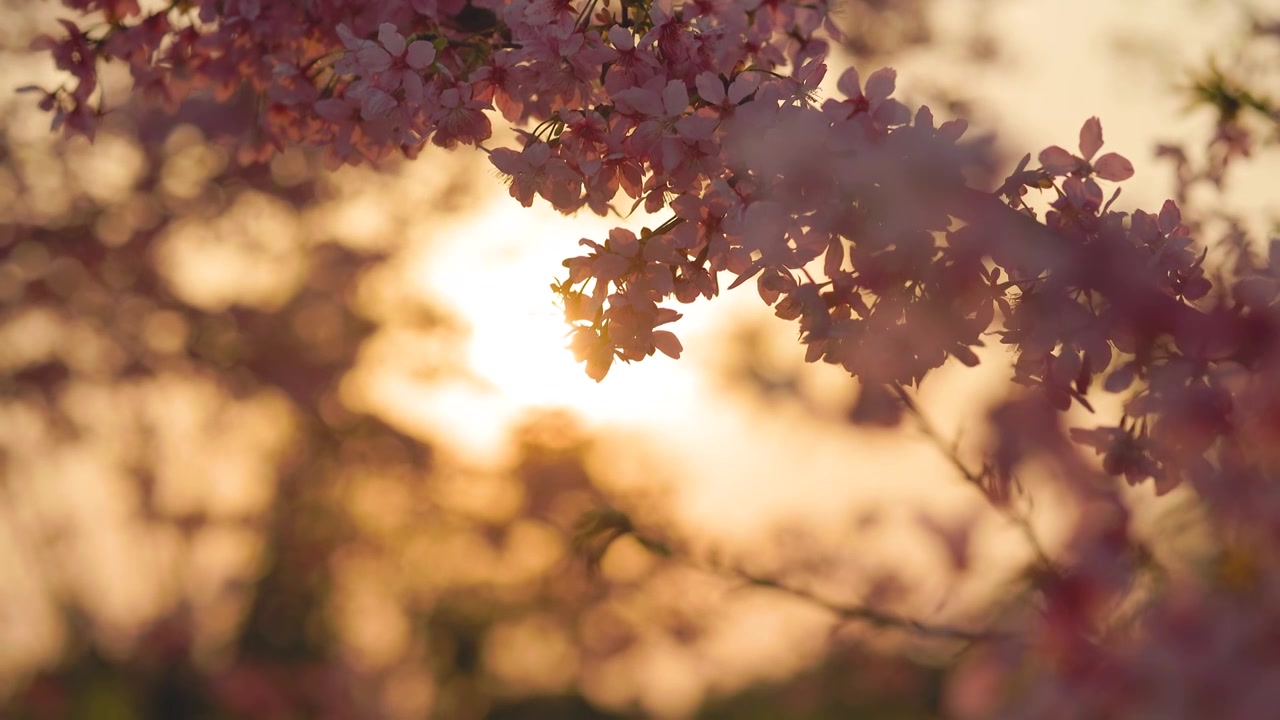 春天阳光下盛开的樱花视频素材