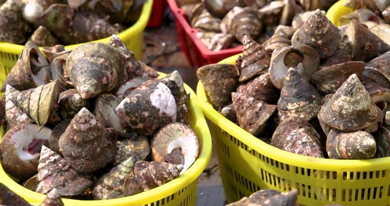 海南琼海潭门中心渔港市场上待售的马蹄螺（公螺）视频素材