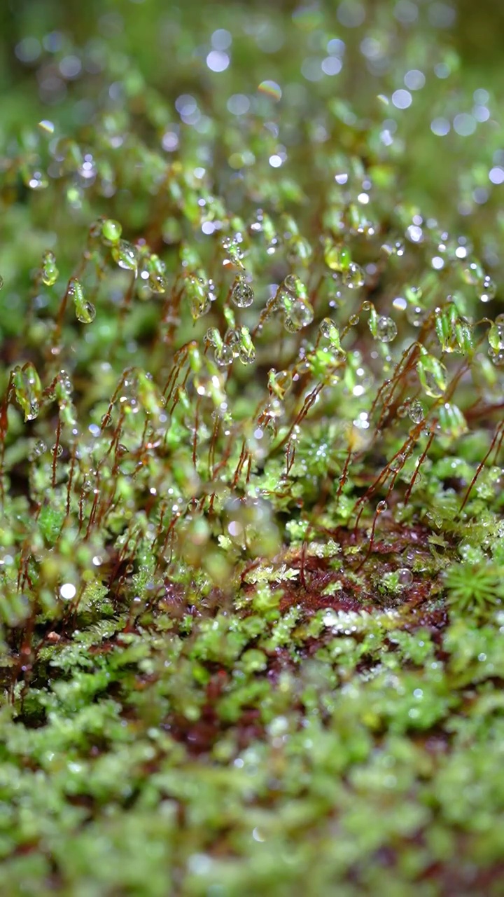 墙藓苔藓带着闪闪发光的水滴视频下载