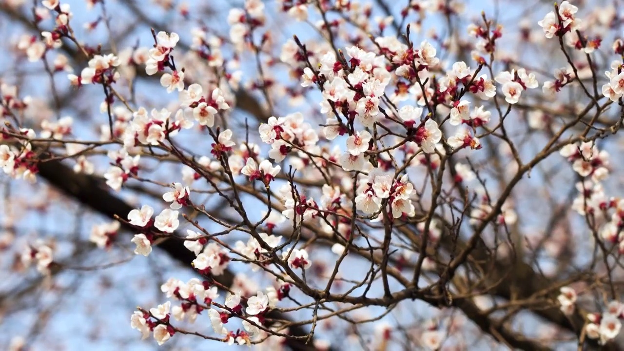 春天盛开的白色杏花视频素材