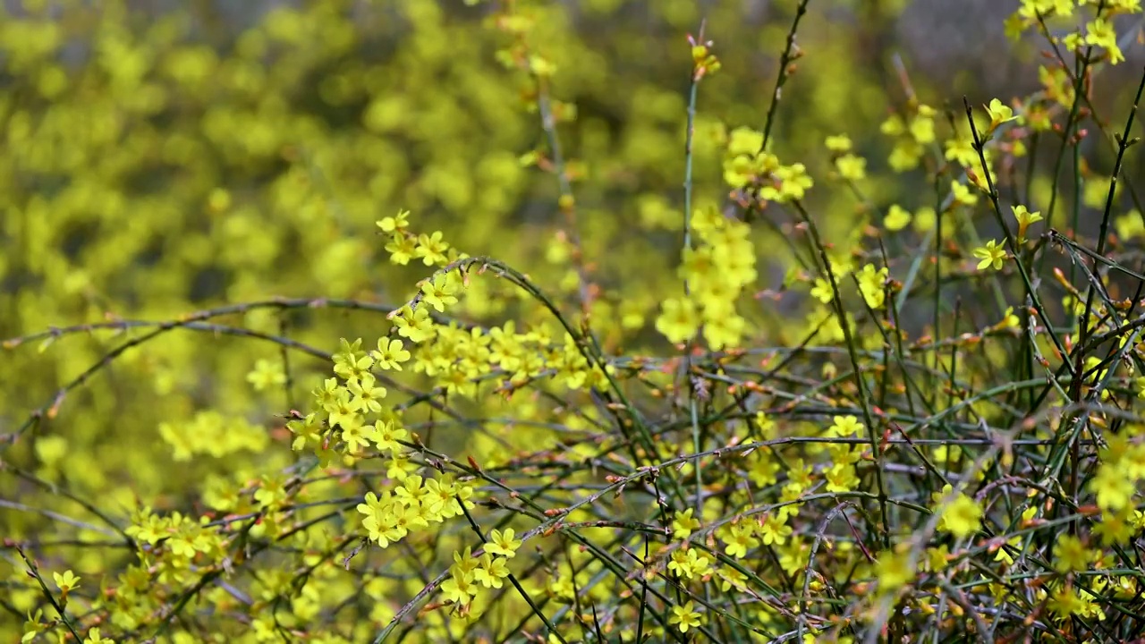 春天盛开的黄色迎春花花朵特写视频素材