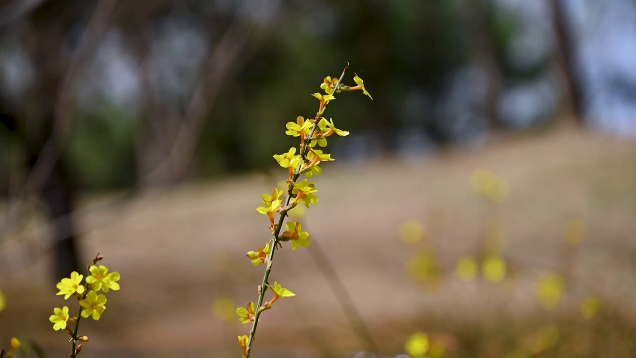 春天盛开的黄色迎春花花朵特写视频素材