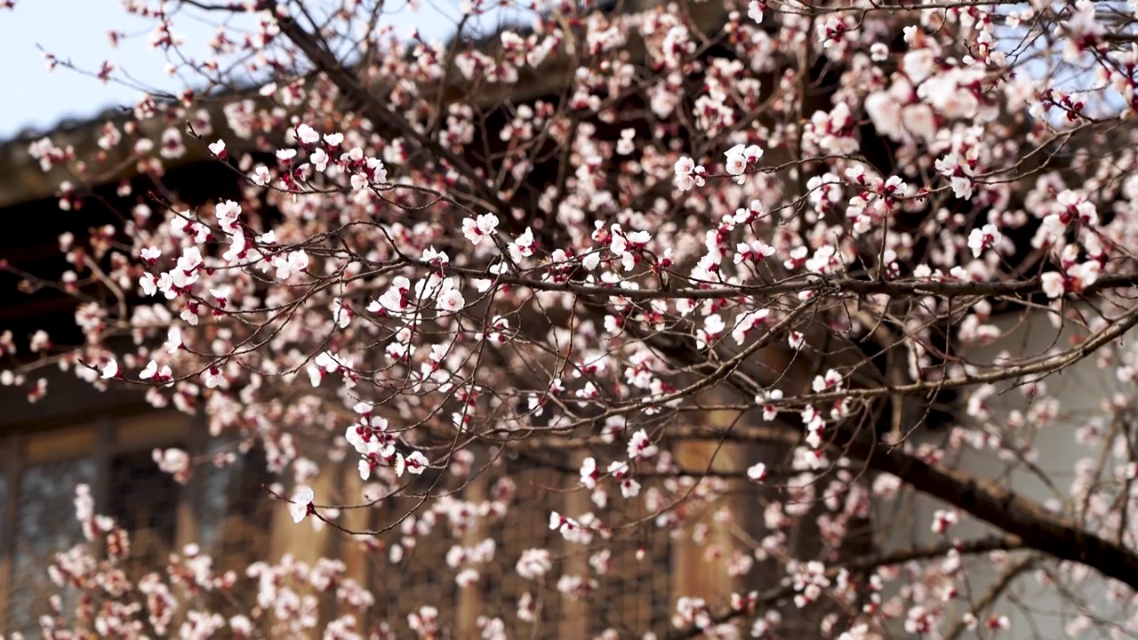 春天园林古风窗户下的杏花树和飘落的杏花花瓣视频素材