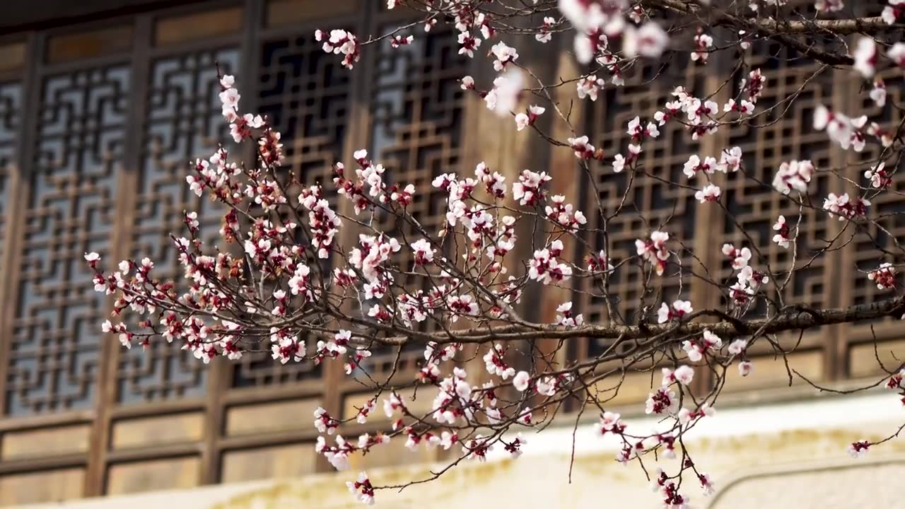 春天园林古风窗户下的杏花树和飘落的杏花花瓣视频素材