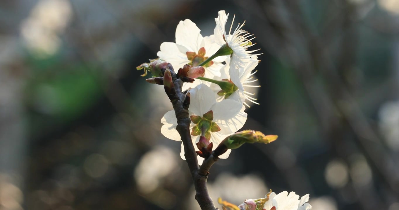 阳光下的美丽樱桃花视频下载