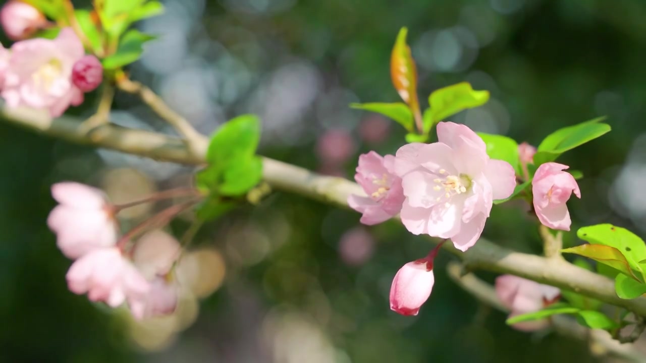春天阳光透过树林花儿含苞绽放视频素材