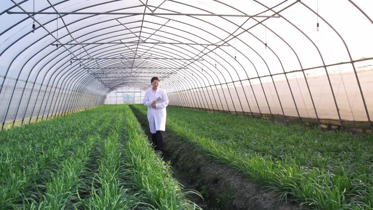 农业技术人员检查作物生长情况视频素材