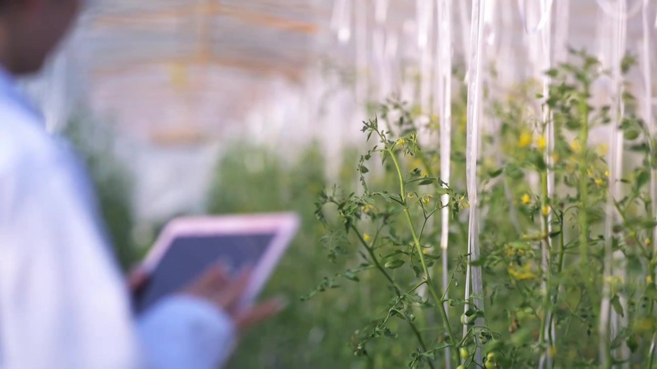 农业技术人员检查作物生长情况视频素材