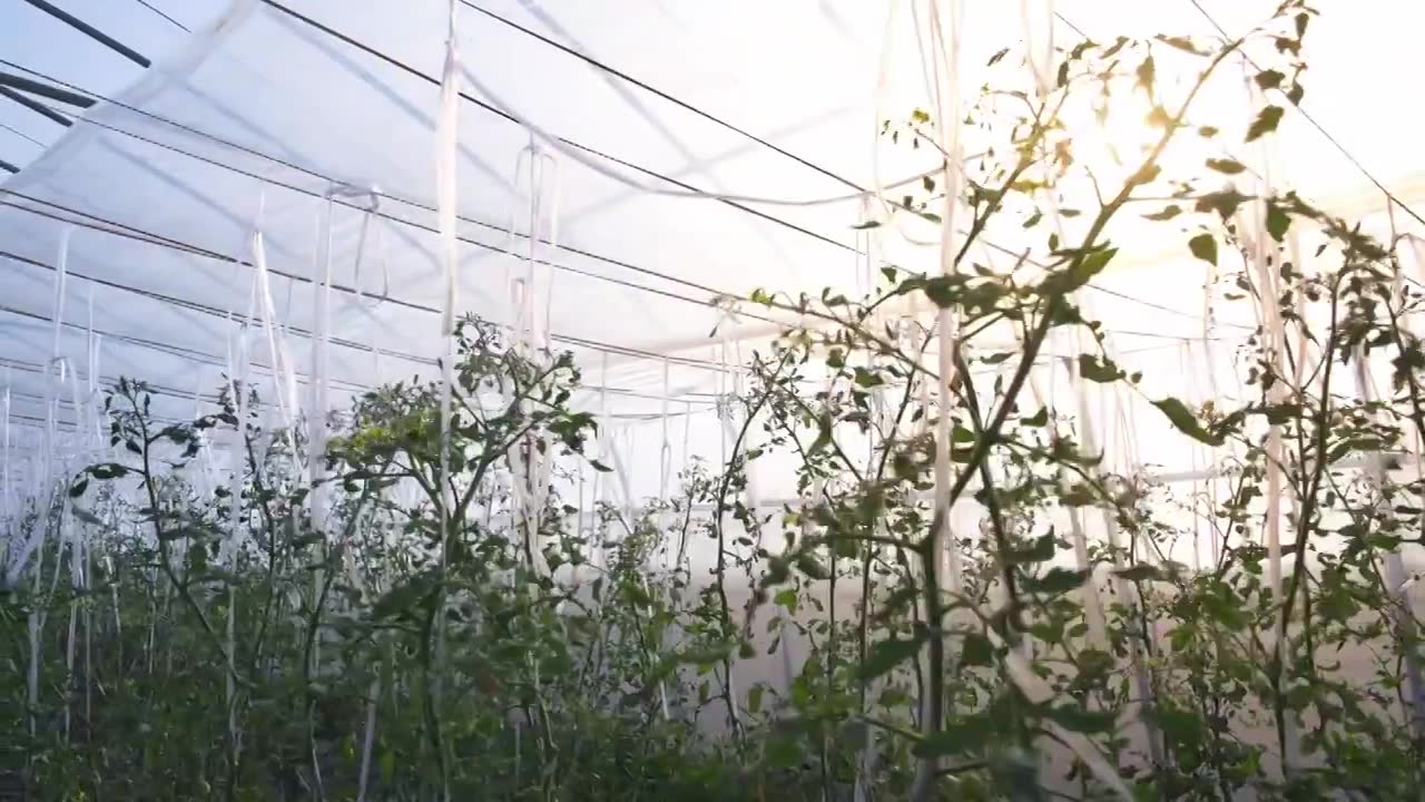 种满蔬菜的温室大棚视频素材