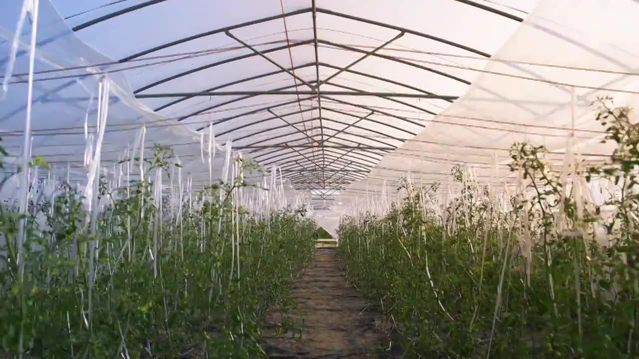 种满蔬菜的温室大棚视频素材