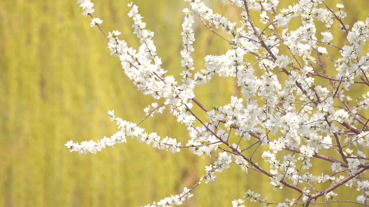 慢镜头-春日微风中飘动的桃花特写视频素材