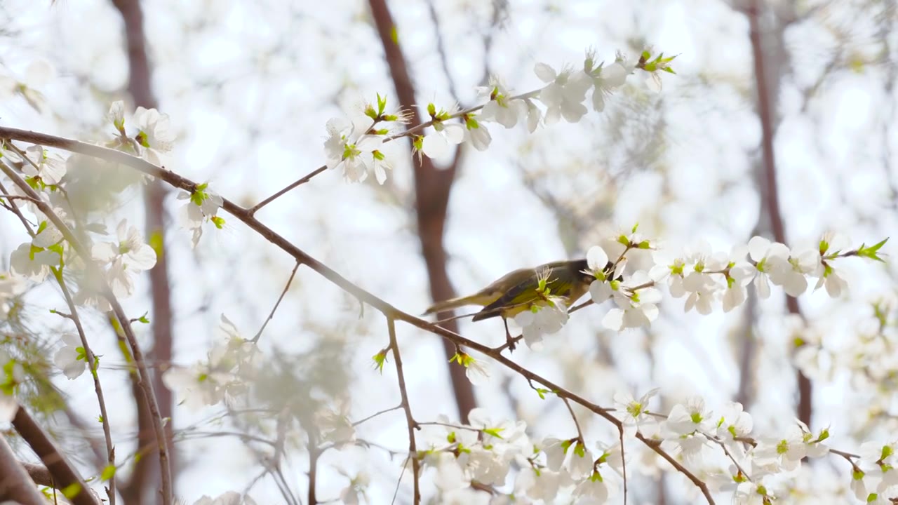 4K慢镜头-鸟儿与绽放的梨花视频下载