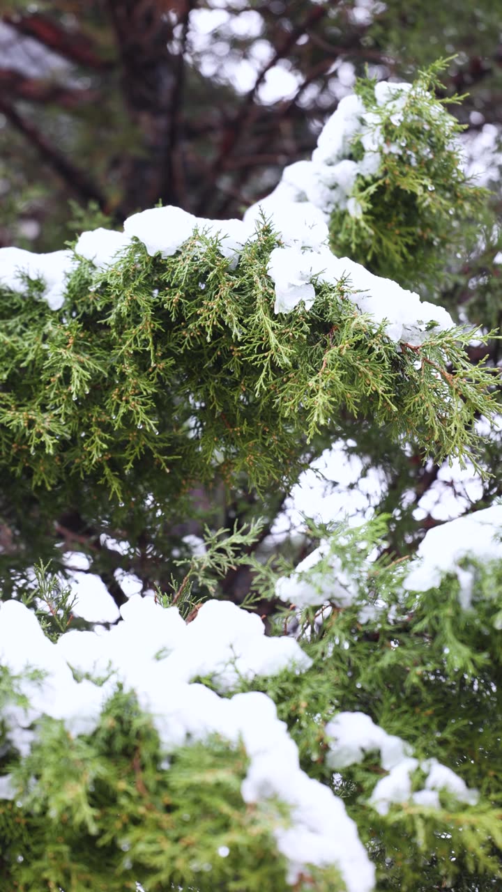圆柏树枝上的积雪开始融化视频下载