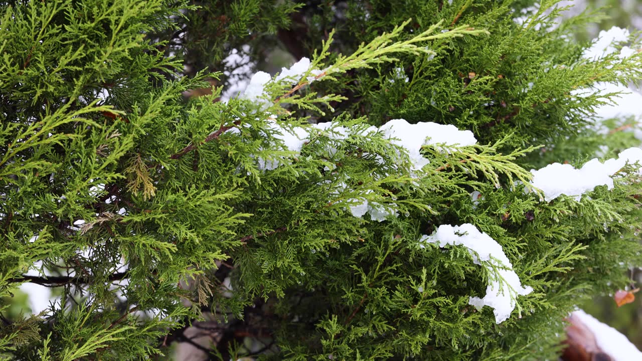 圆柏树枝上的积雪开始融化视频下载