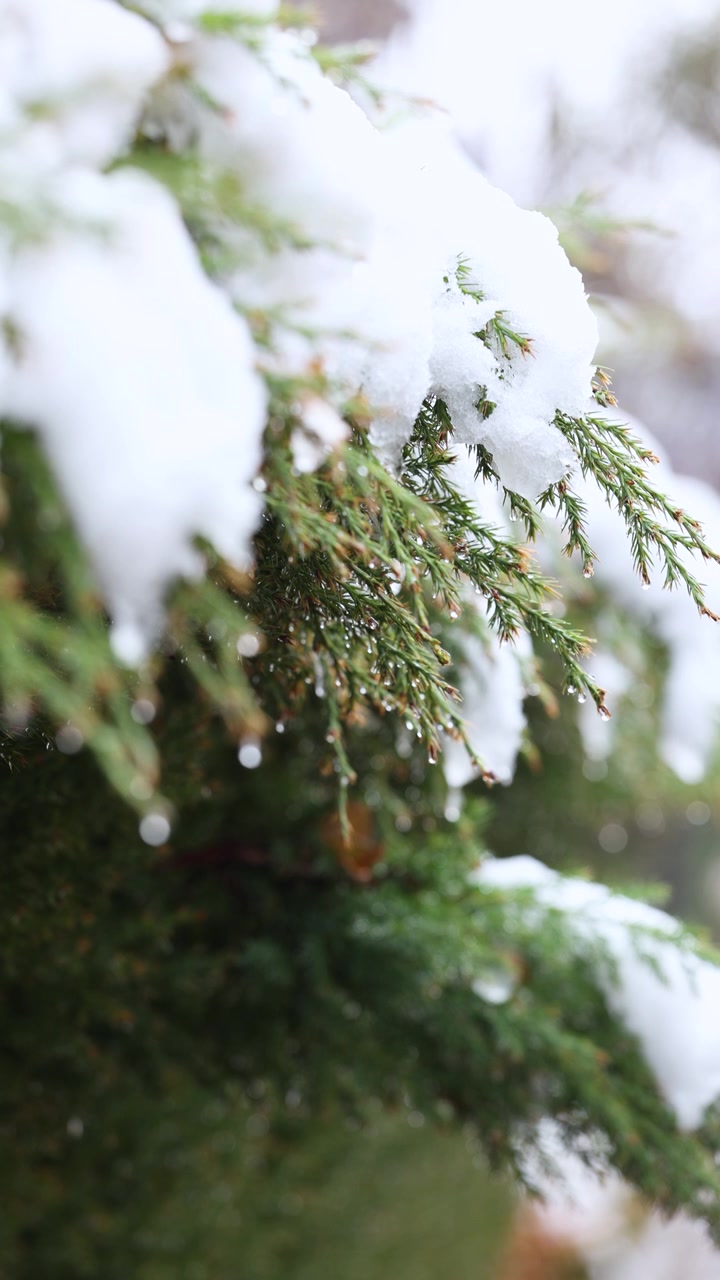 刺柏枝叶上的积雪开始融化视频下载