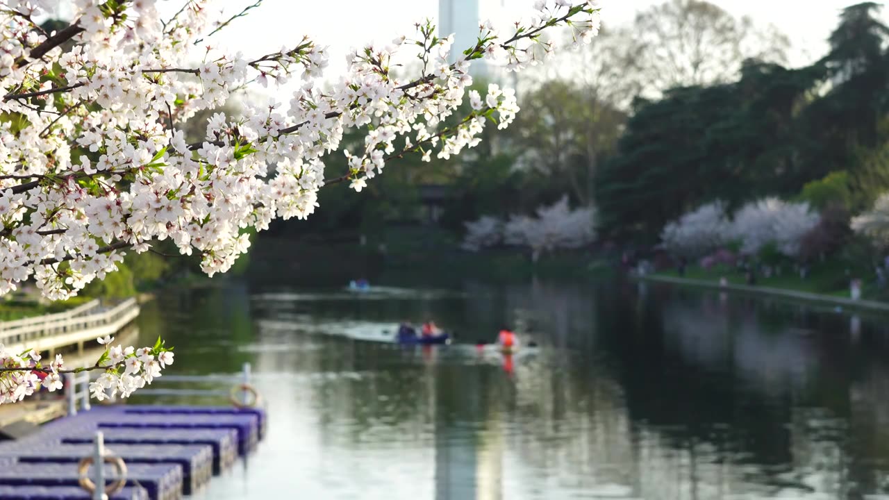 春天樱花树下划船春游休闲度假视频下载