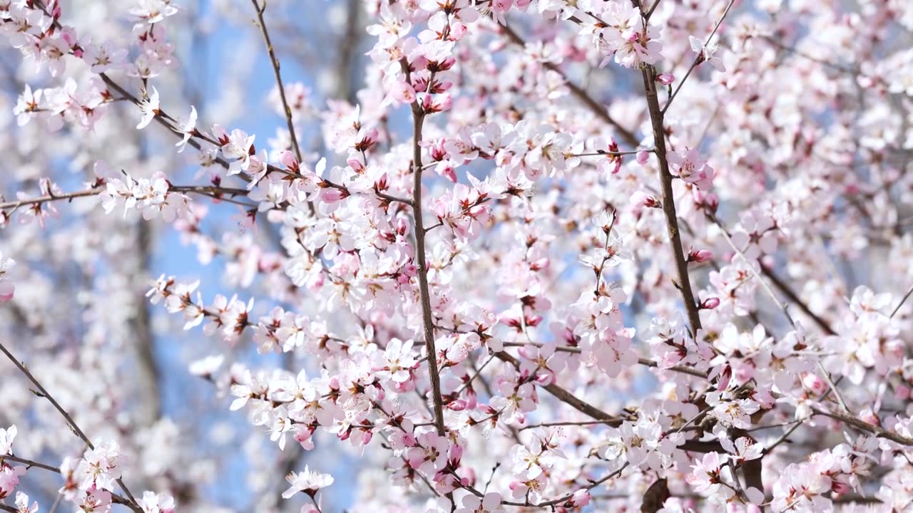 春天盛开的山桃花视频下载
