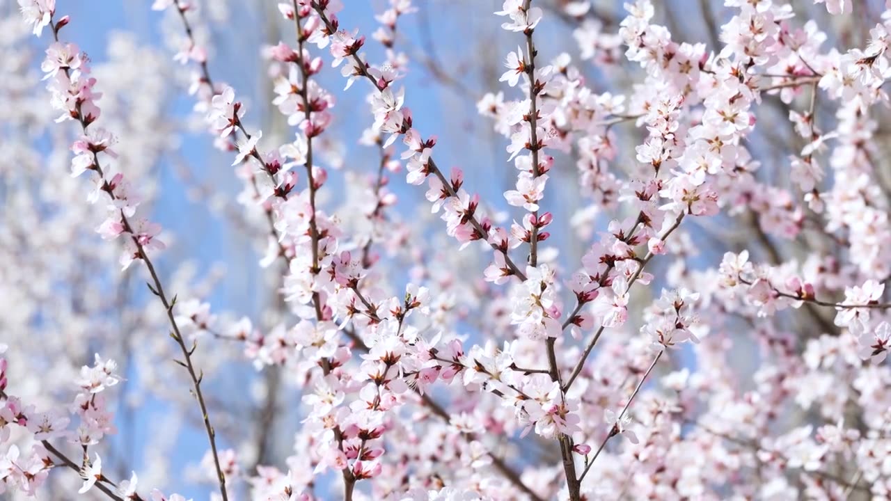 春天盛开的山桃花视频下载