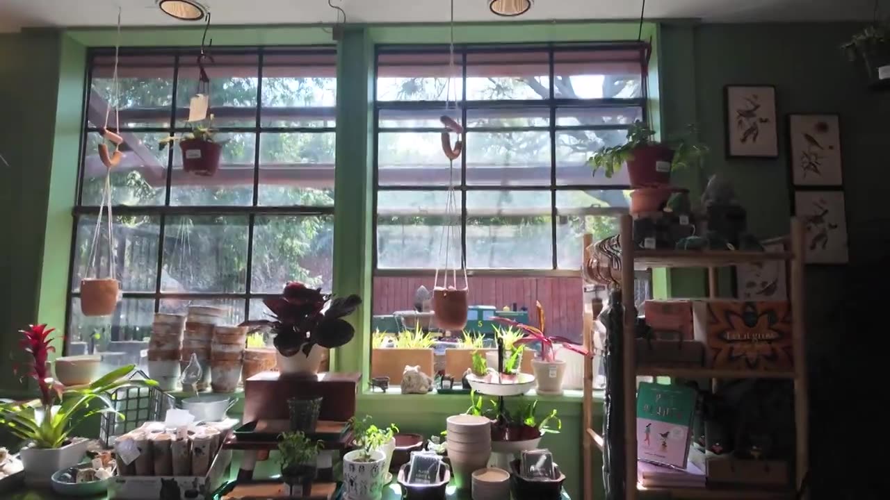 镜头缓缓推进，透过装饰着各种吊挂植物的绿色窗框，捕捉室内园艺商店内生机勃勃的自然美景。视频素材