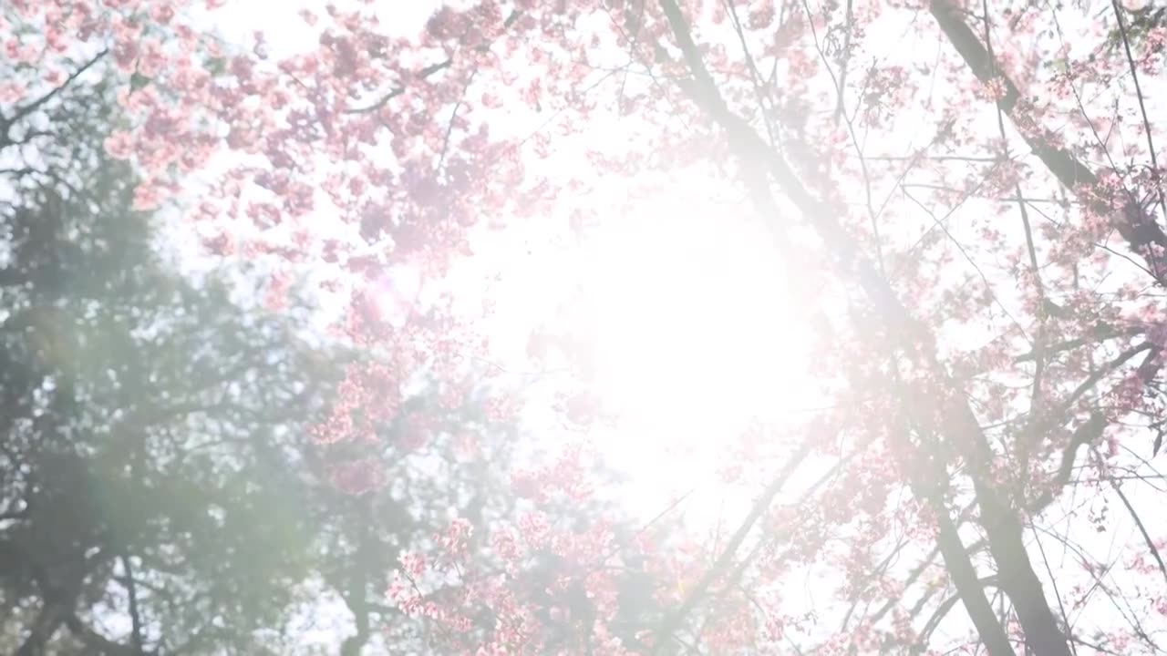 逆光拍摄樱花树 阳光照进樱花树视频素材