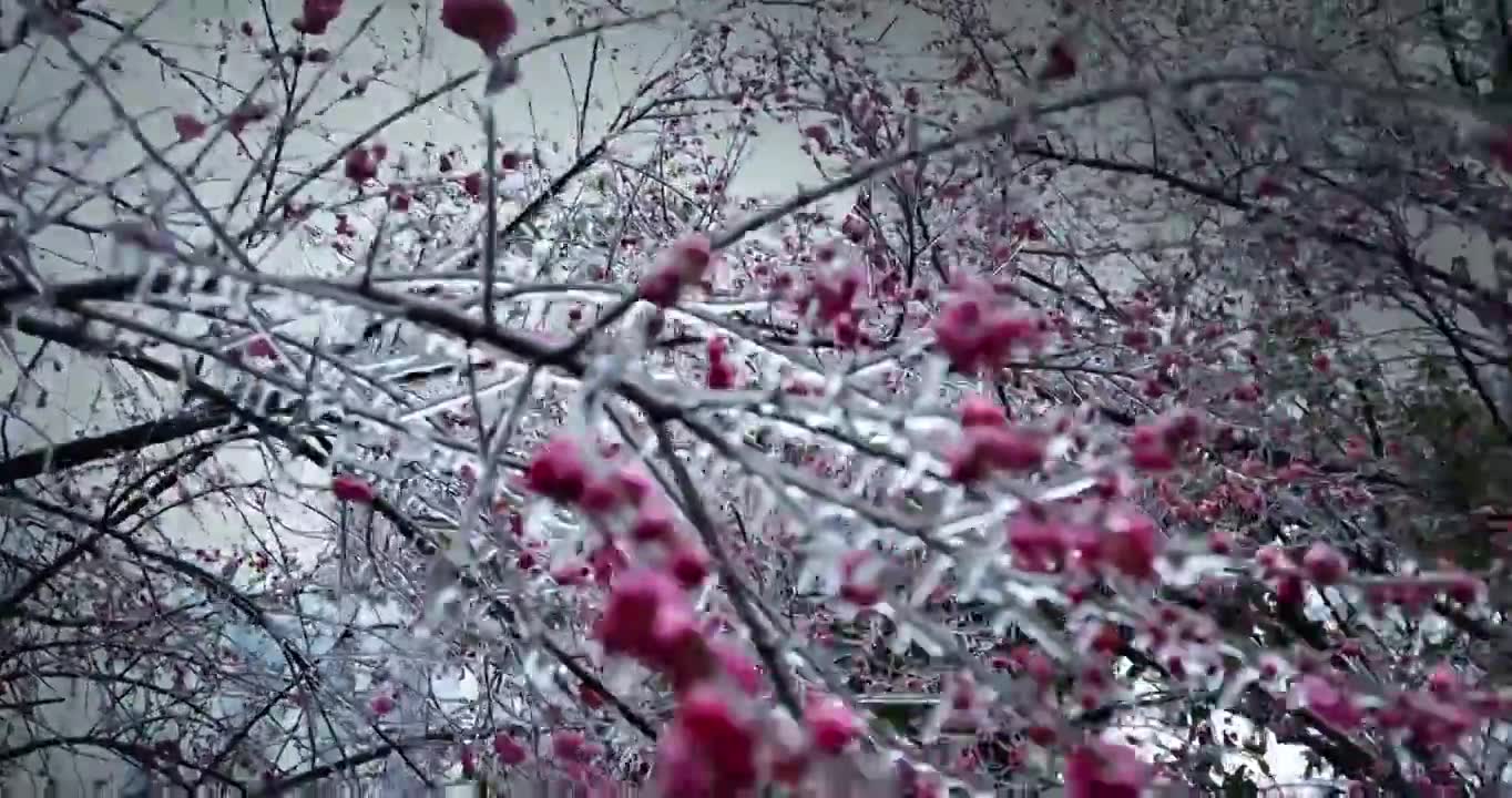 中国武汉市冻雨、冻梅花、梅花、冰花、冰钻、结冰视频素材