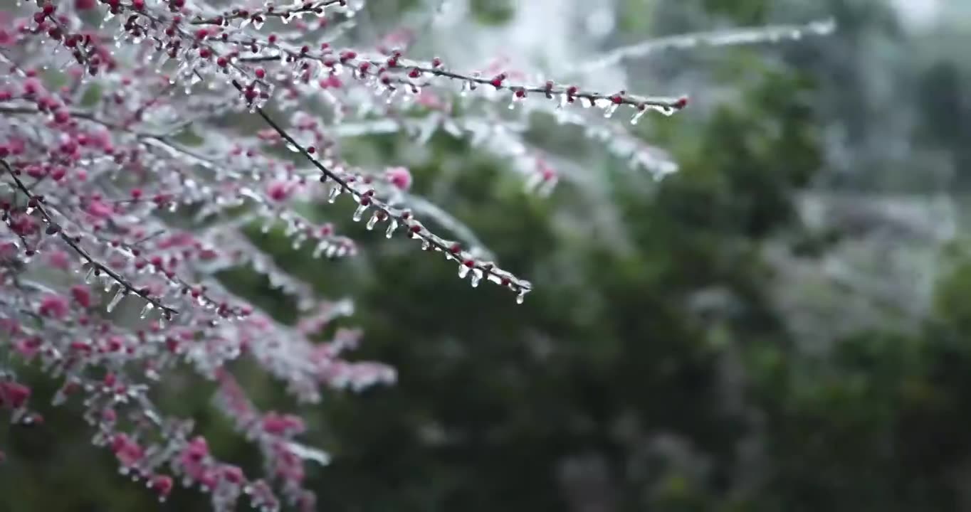 中国武汉市冻雨、冻梅花、梅花、冰花、冰钻、结冰视频素材