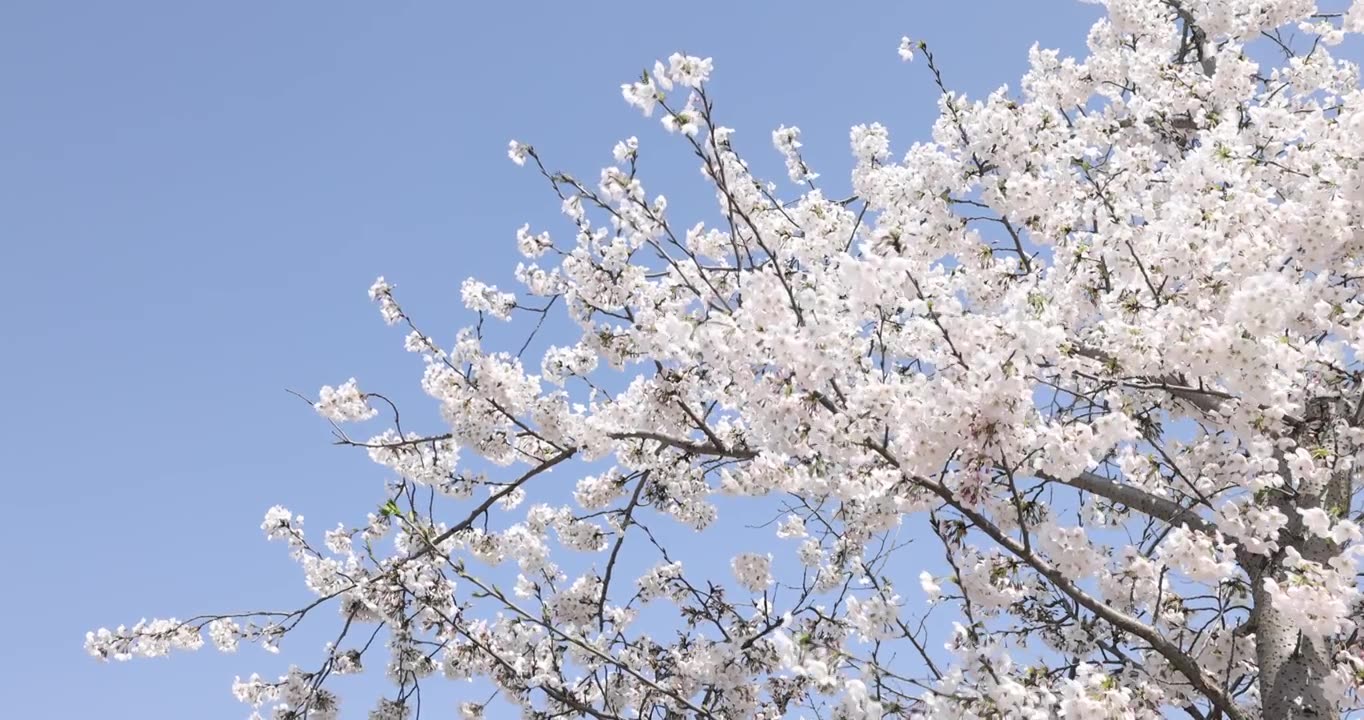 阳光下绽放的樱花4k视频素材