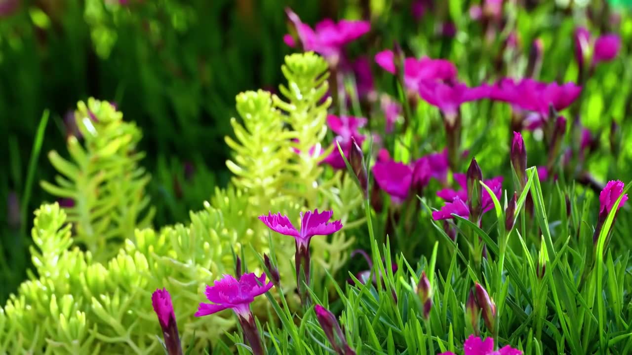 春天日式风格庭院内的万物复苏视频下载