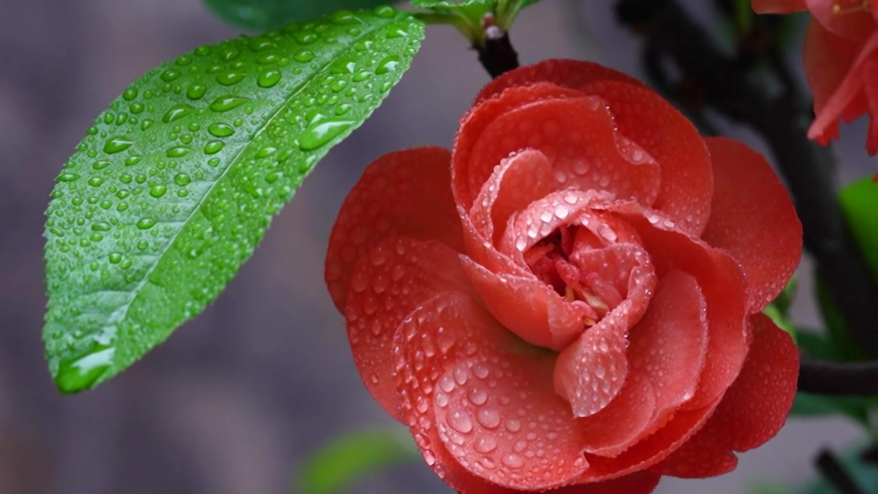 红色山茶花春天开放，在细雨中晶莹剔透视频下载
