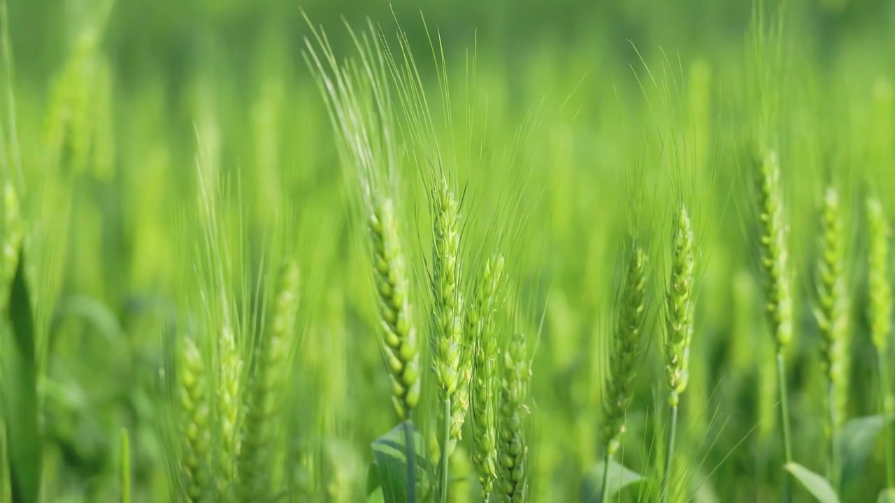 阳光下的田野，生长中的绿色麦田麦穗视频素材