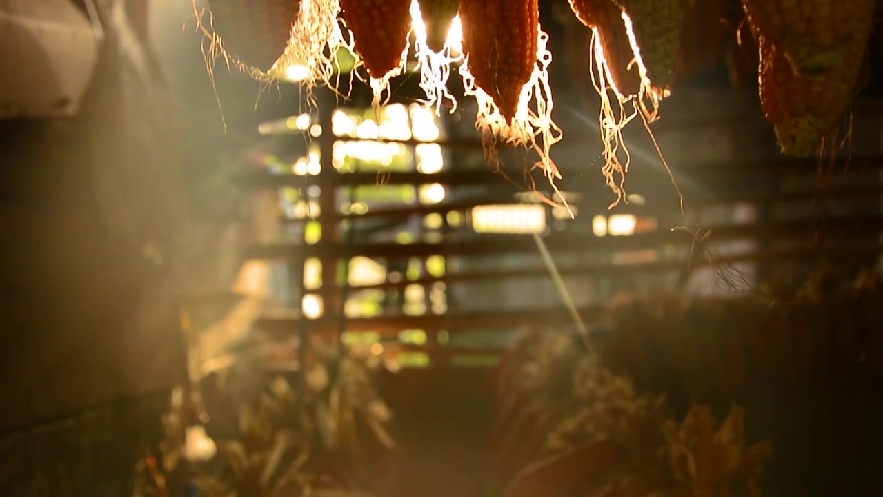 农村阳光下的玉米 农业丰收粮食视频下载