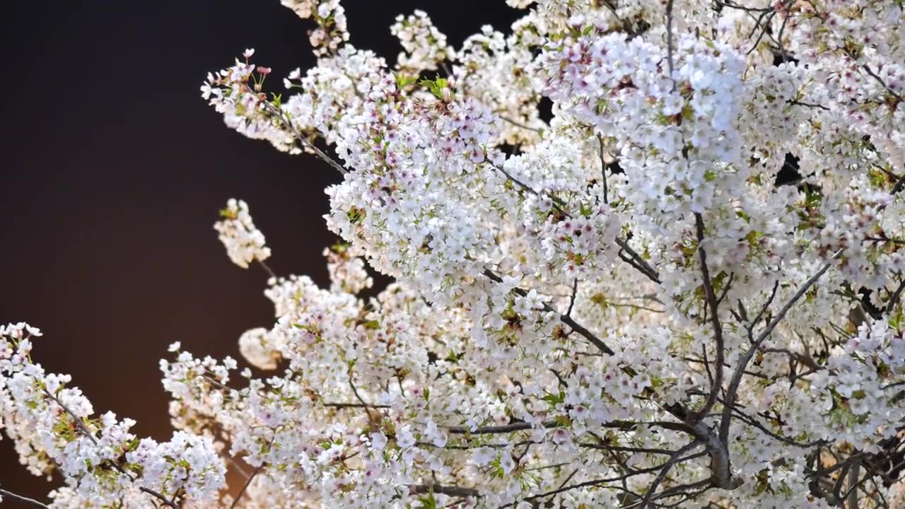 春天夜色中的樱花视频下载