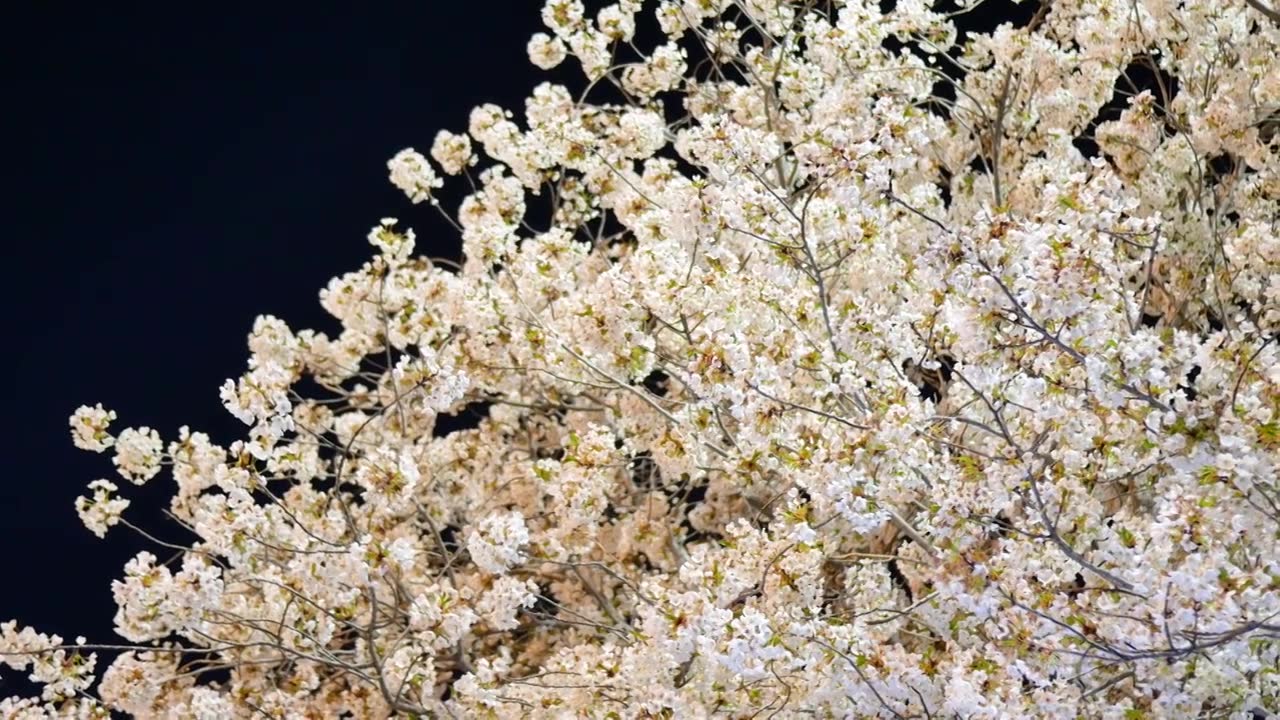 春天夜色中的樱花视频下载
