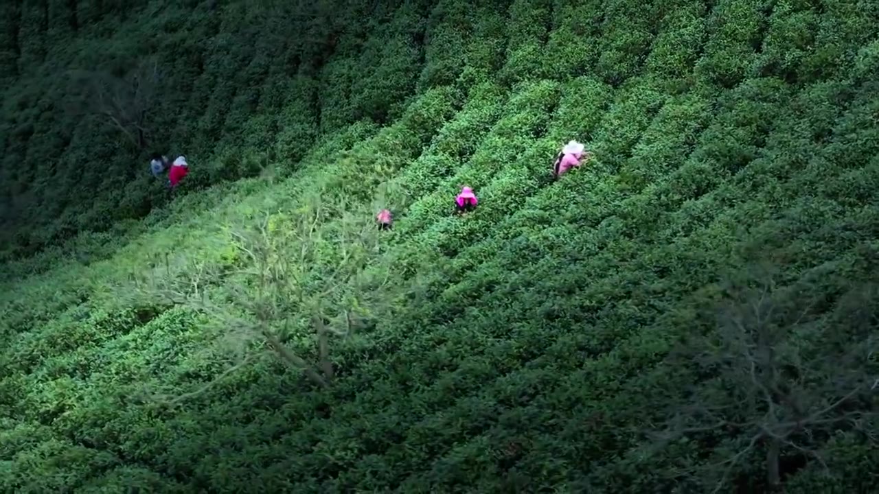 美丽茶园茶山茶文化绿茶视频素材