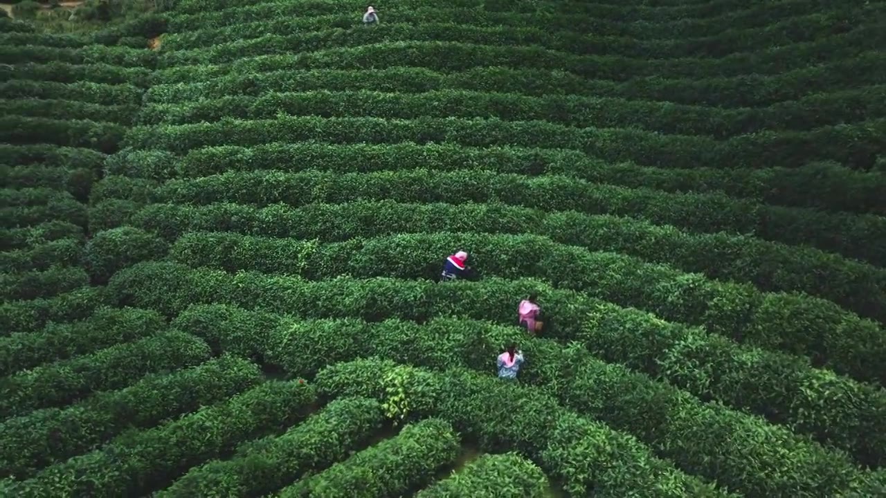 美丽茶园茶山茶文化航拍视频素材