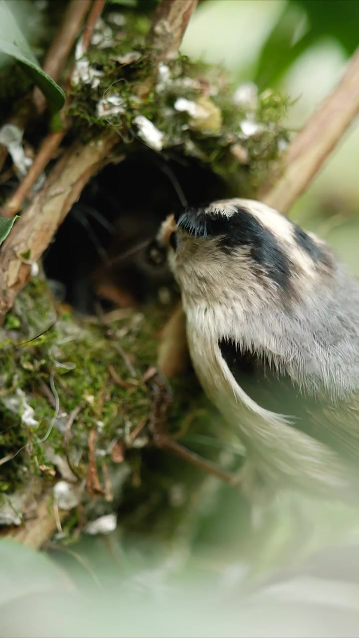 银喉长尾山雀哺育5天大的雏鸟视频下载