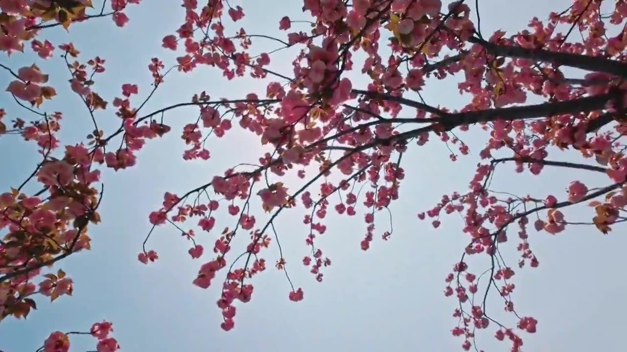 春天的阳光照射在樱花树上视频下载